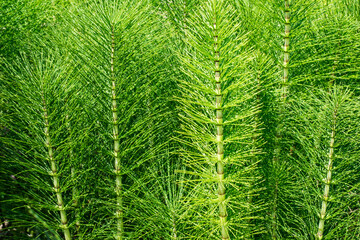 La Prêle des champs (Equisetum arvense). Le modèl vert.