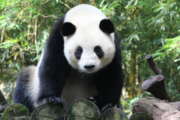 Fototapeta na wymiar A playful panda in China is sleeping