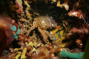 Fototapeta na wymiar A channel clinging crab, Mithrax spinosissimus, underwater, hidden in a hole in the coral, Caribbean sea, Panama, Central America