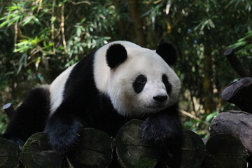 Fototapeta na wymiar A playful panda in China is sleeping
