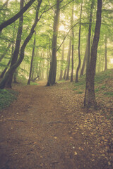 Obraz premium Magic foggy forest. Beautiful sunrise in morning forest