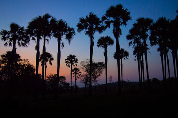 palm trees at twilight