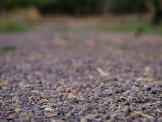 closeup view of gravel path at sunset