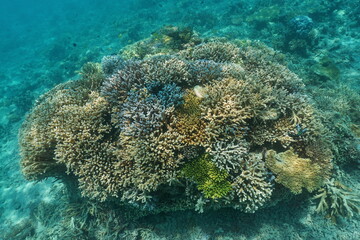 Fototapeta premium Healthy corals underwater in the lagoon of Grand Terre island, south Pacific ocean, New Caledonia