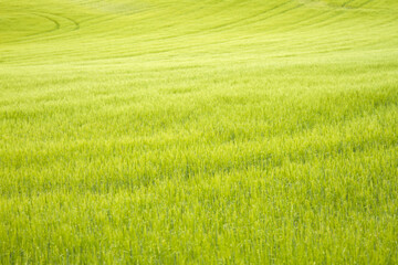 Green wheat field