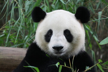 Obraz na płótnie Canvas A cute female panda in Guangzhou