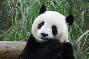 Obraz na płótnie Canvas A cute female panda in Guangzhou