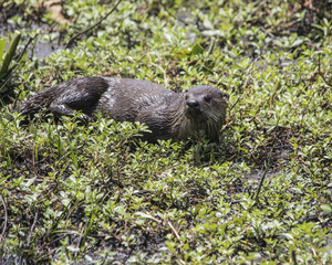 River Otter