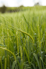 Green wheat field