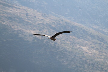 heron