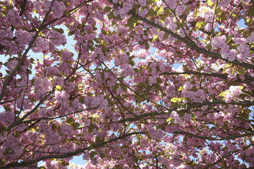 fleurs de cerisier