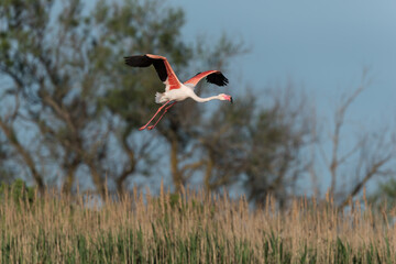 Greater flamingo, Phoenicopterus roseus