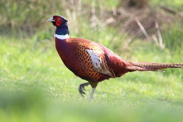 Pheasant