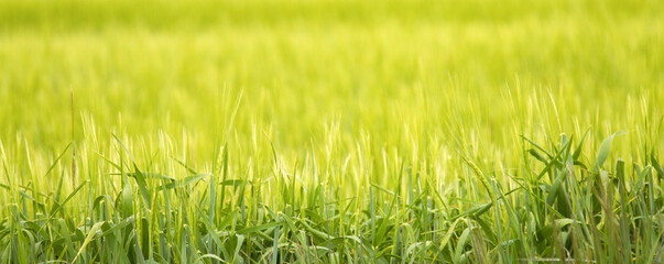 Green Grass