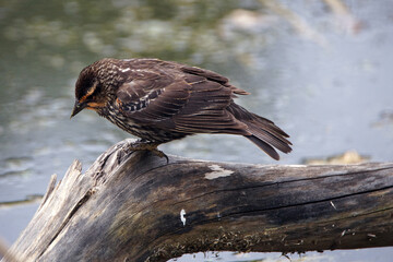 Wood Thrush