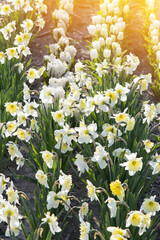 Fototapeta premium beautiful garden of tulip. Summer sun and flower garden 