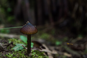 small mushroom in brown color