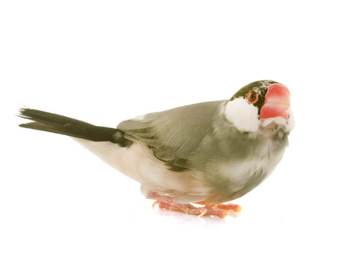 Java sparrow in studio