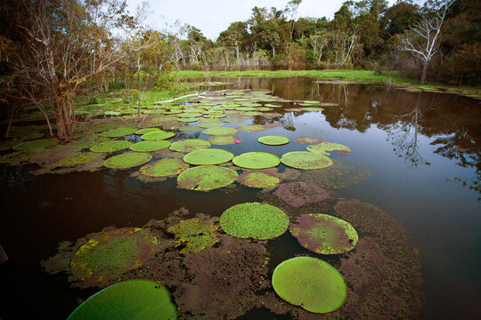 Victoria Lily pads on river in Manaus - Brazil