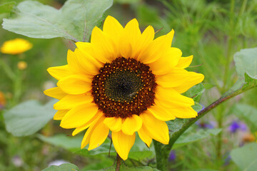 Sunflower   (Helianthus annuus)