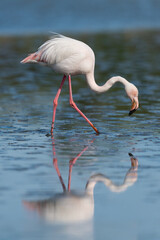 Naklejka premium Greater flamingo, Phoenicopterus roseus