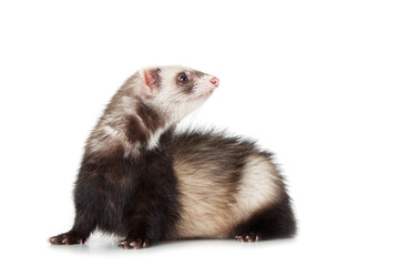 young ferret