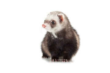 Fototapeta premium young ferret
