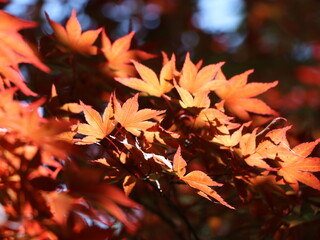Maple colors