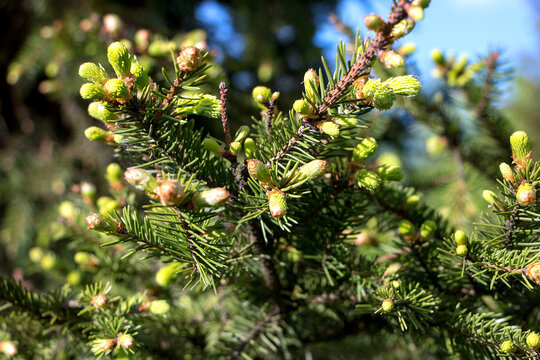 flowering pine and spruce