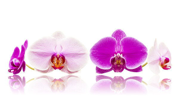 Mix storczyki orchidee białe i różowe kwiaty izolowane odbicie lustrzane
