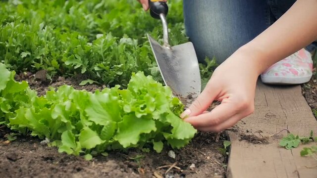 Closeup footage of young woman scarifying garden bed with growing green lettuce