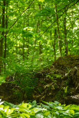 The picture of green forest foliage