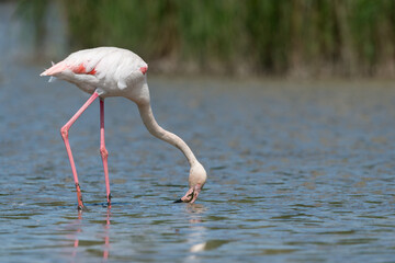 Greater flamingo, Phoenicopterus roseus