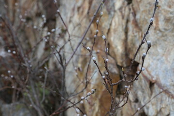 Pussy willow