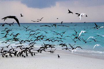 Sea gulls on coast of a sandbank at Maldives