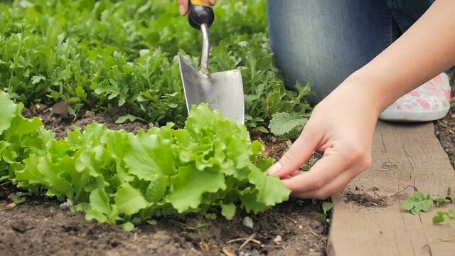 Slow motion video of farmer taking care of fresh growing lettuce at garden