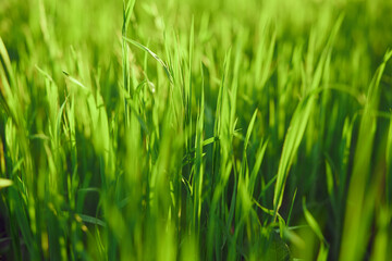 green grass, dew, summer