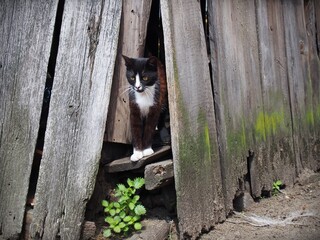 Young cat in old wooden barn watching © Agnieszka