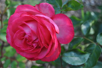 Rosa com tons de cor de rosa com fundo em tons de verde