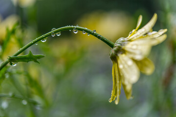 Rain drops on a yellow flower.