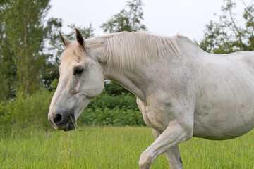 Obraz premium Grasendes Pferd