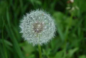 photo of a dandelion