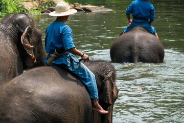 male ride elephant travel along in the river