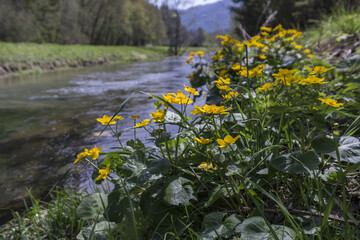 Sumpfdotterblumen am Bach