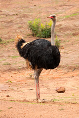 Commun Ostrich - Struthio camelus © tacio philip
