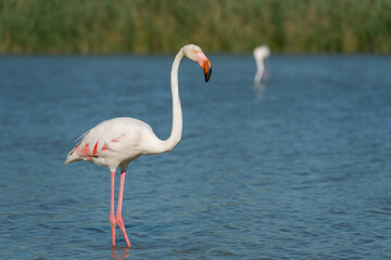 Rosaflamingo, Greater flamingo, Phoenicopterus roseus