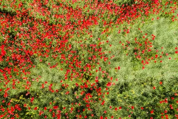 Papier Peint photo Photo aérienne vue aérienne du champ de pavot rouge
