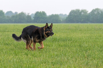 Deutscher Schäferhund