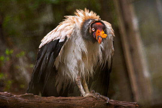 King vulture - Sarcoramphus papa