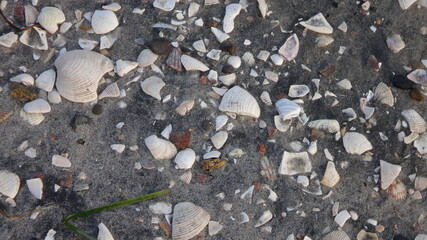 Broken Seashells Background